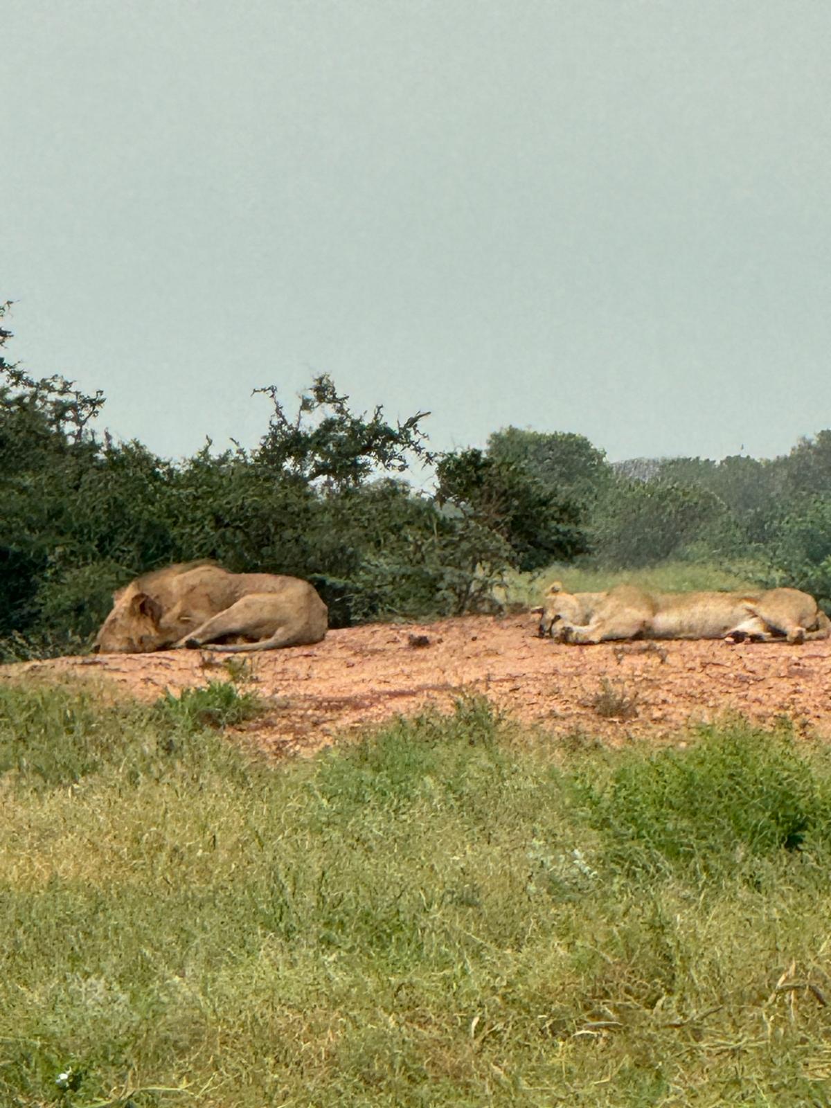 Safari gallery image 1