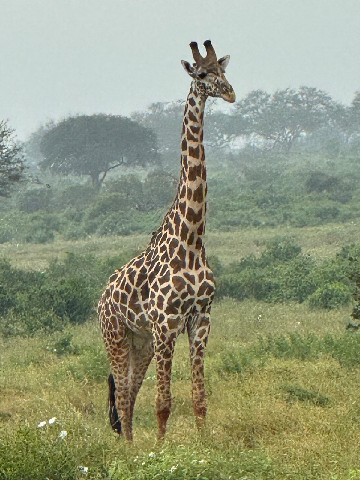 Safari gallery image 11