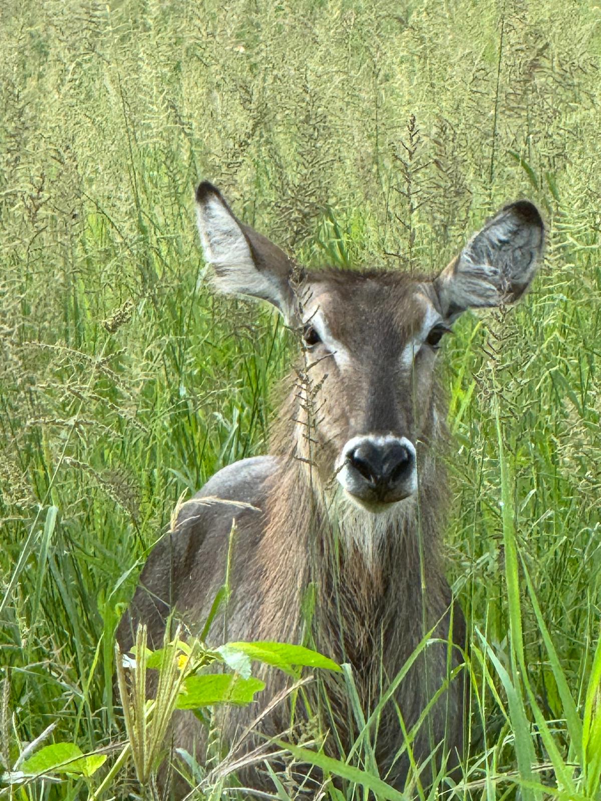 Safari gallery image 12