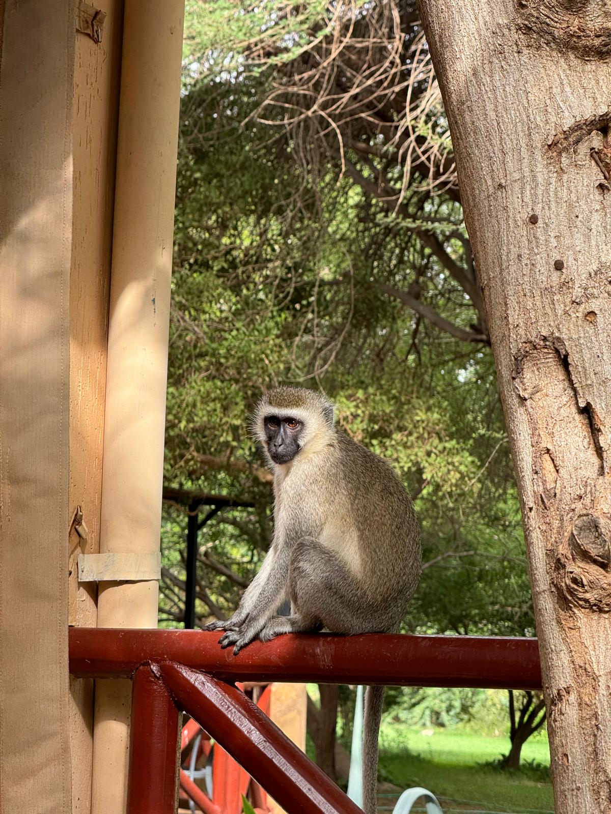 Safari gallery image 13