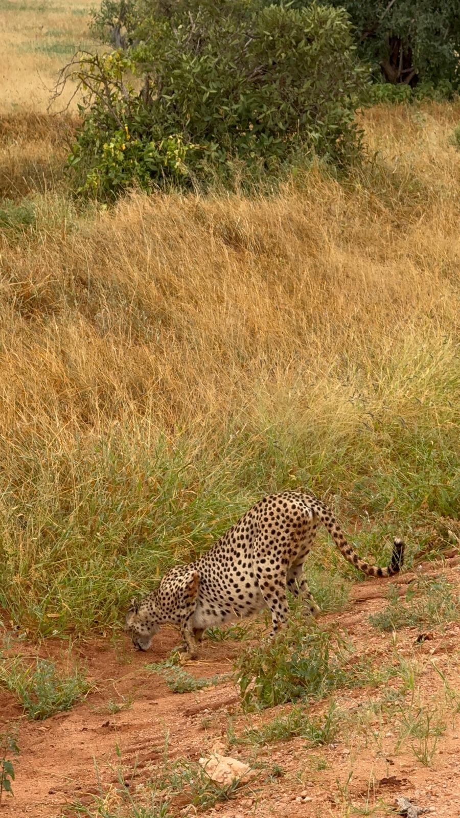 Safari gallery image 2