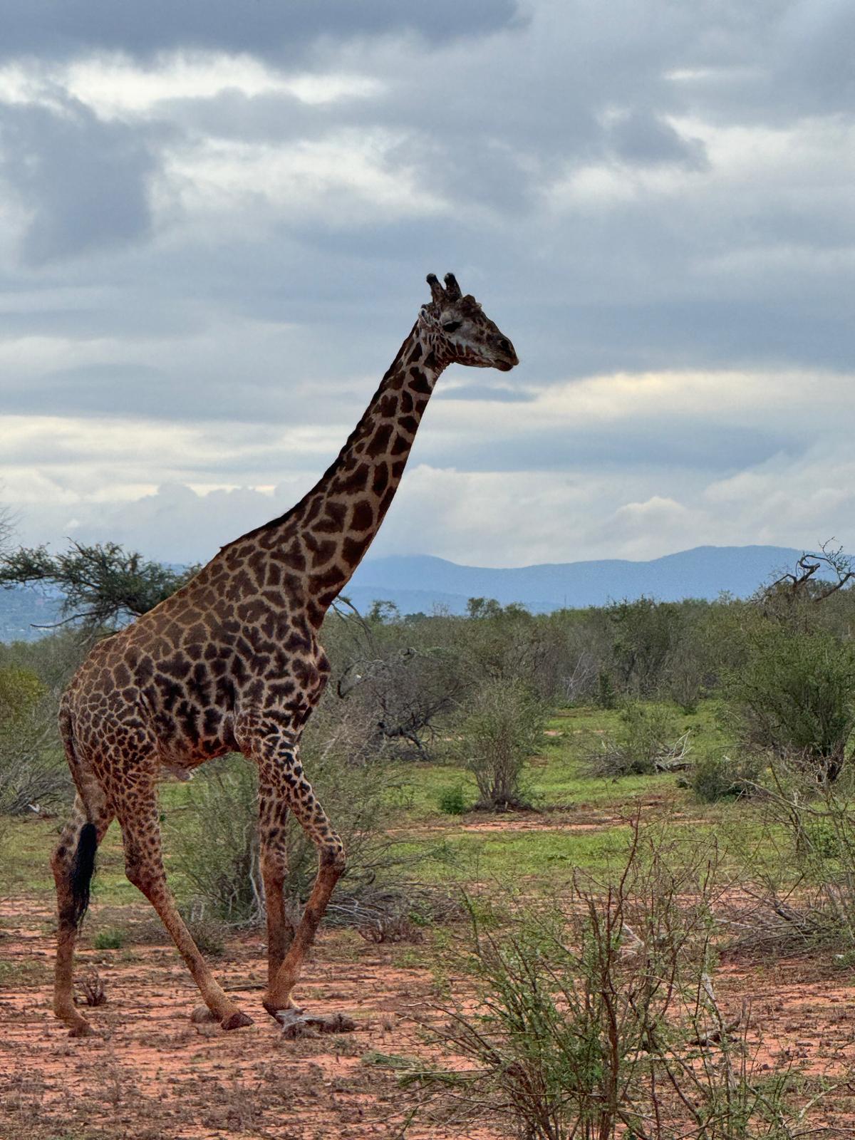 Safari gallery image 14