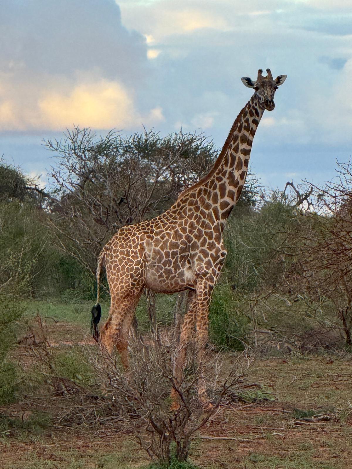 Safari gallery image 15