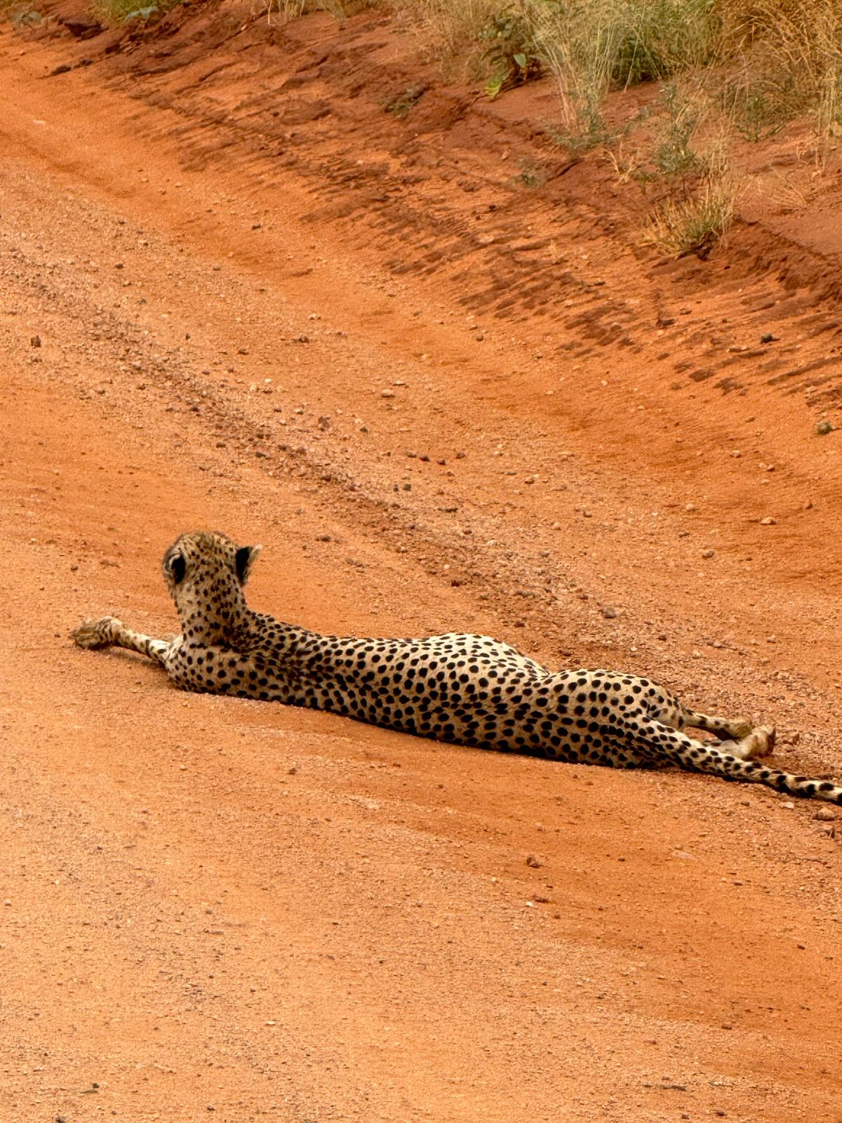 Safari gallery image 3