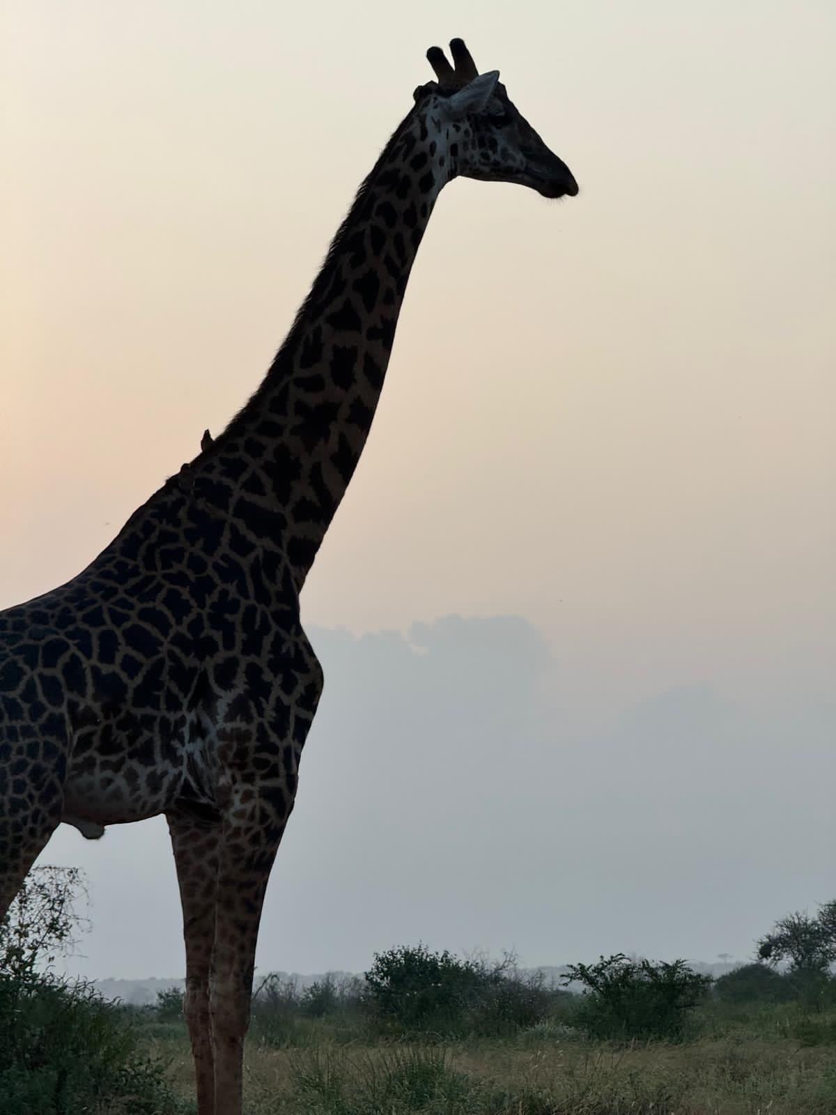 Safari gallery image 4