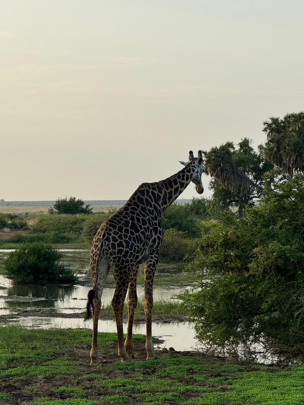 Safari gallery image 5