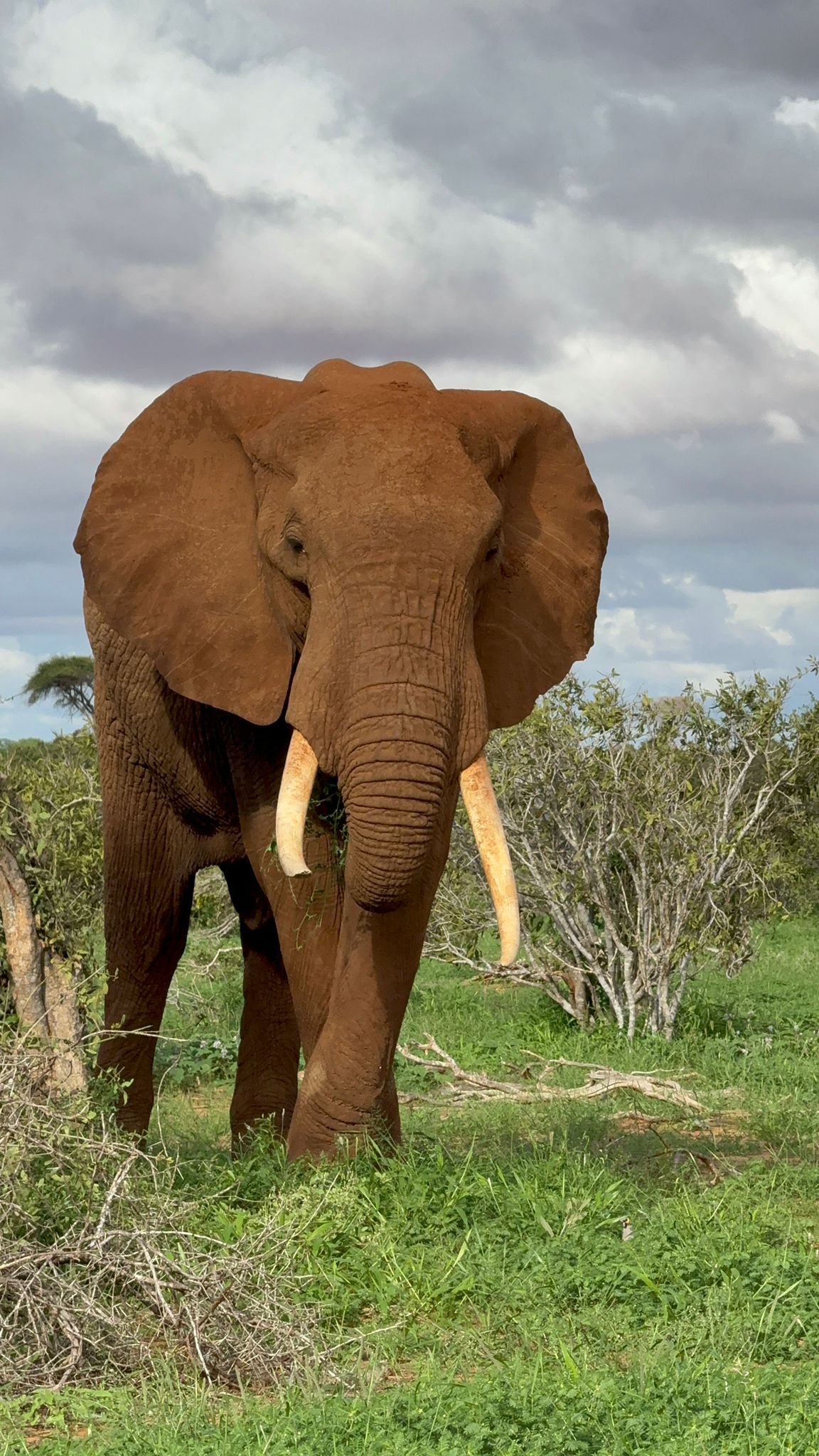 Safari gallery image 6