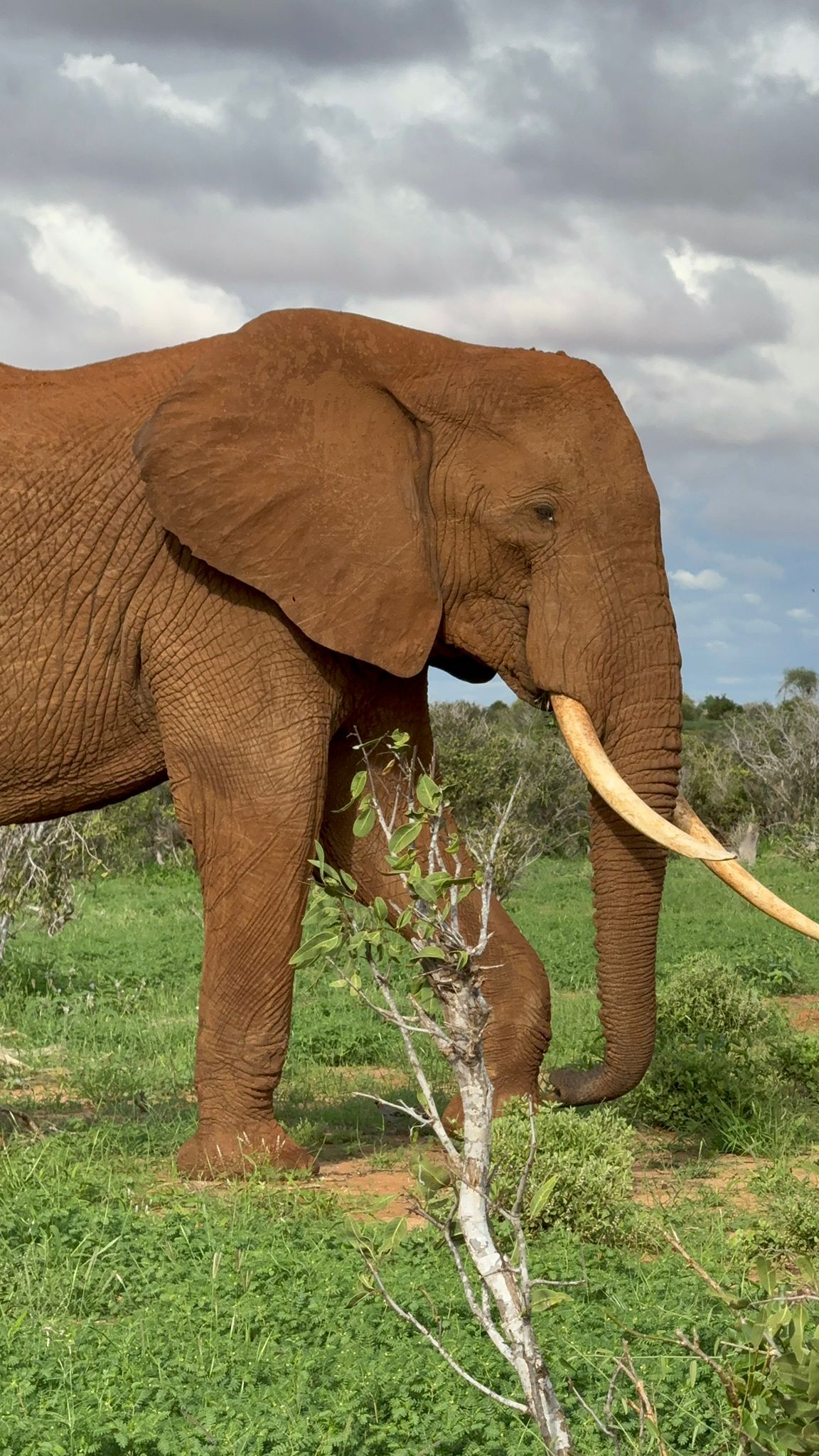 Safari gallery image 7