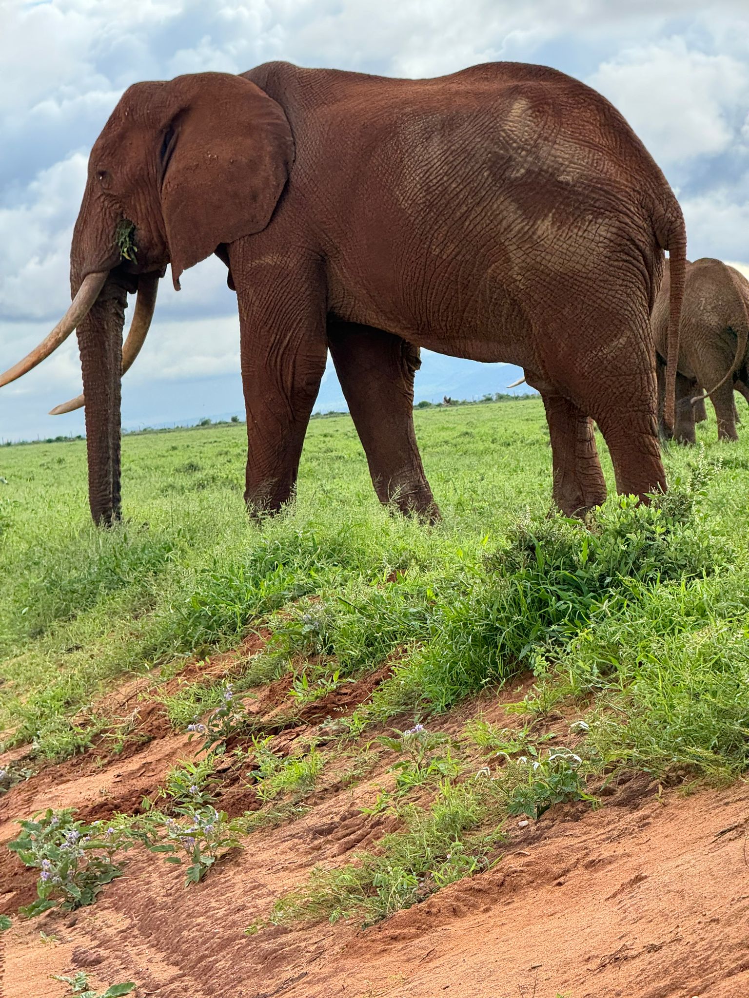 Safari gallery image 8