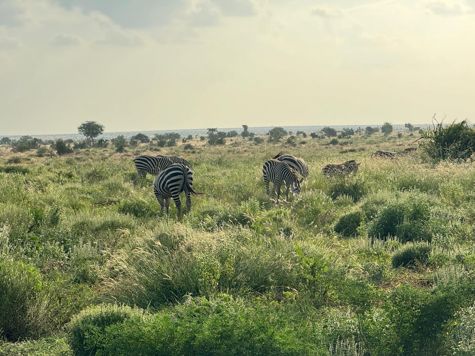 Safari gallery image 9